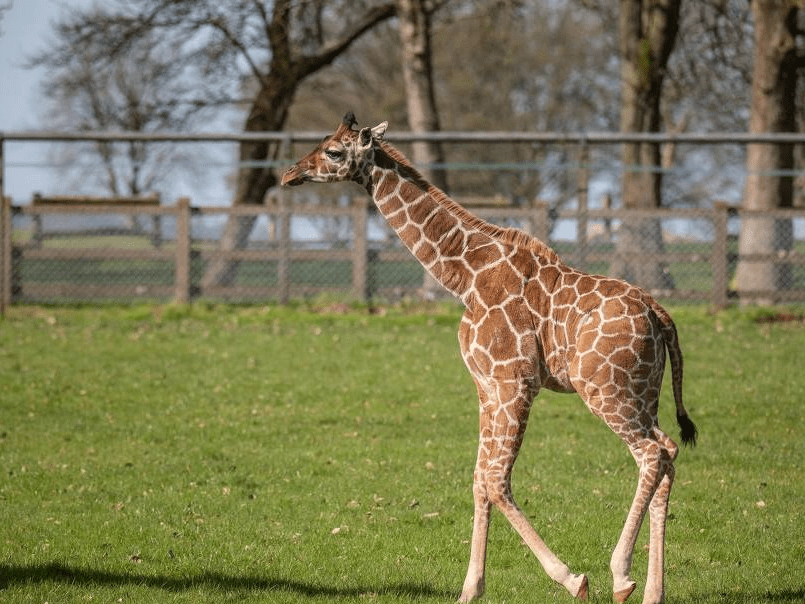 全球最矮长颈鹿图片