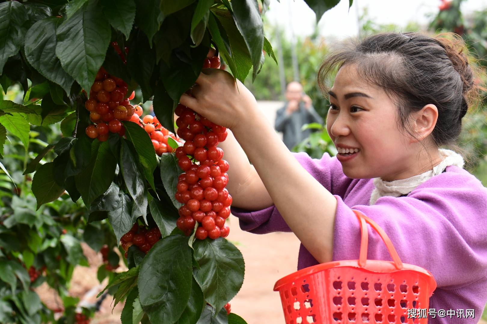 成都金堂樱桃桑葚采摘节等您来