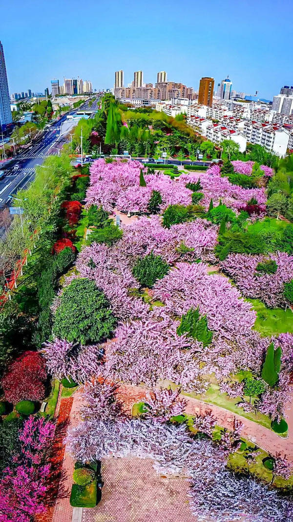 寻找最美春天丨芬芳四月 港城迎来最美花季 樱花