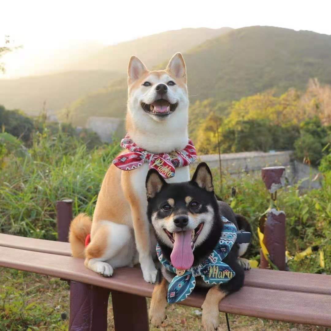 新手养柴犬是公犬好还是母犬好 公母优缺点大公开 脾气