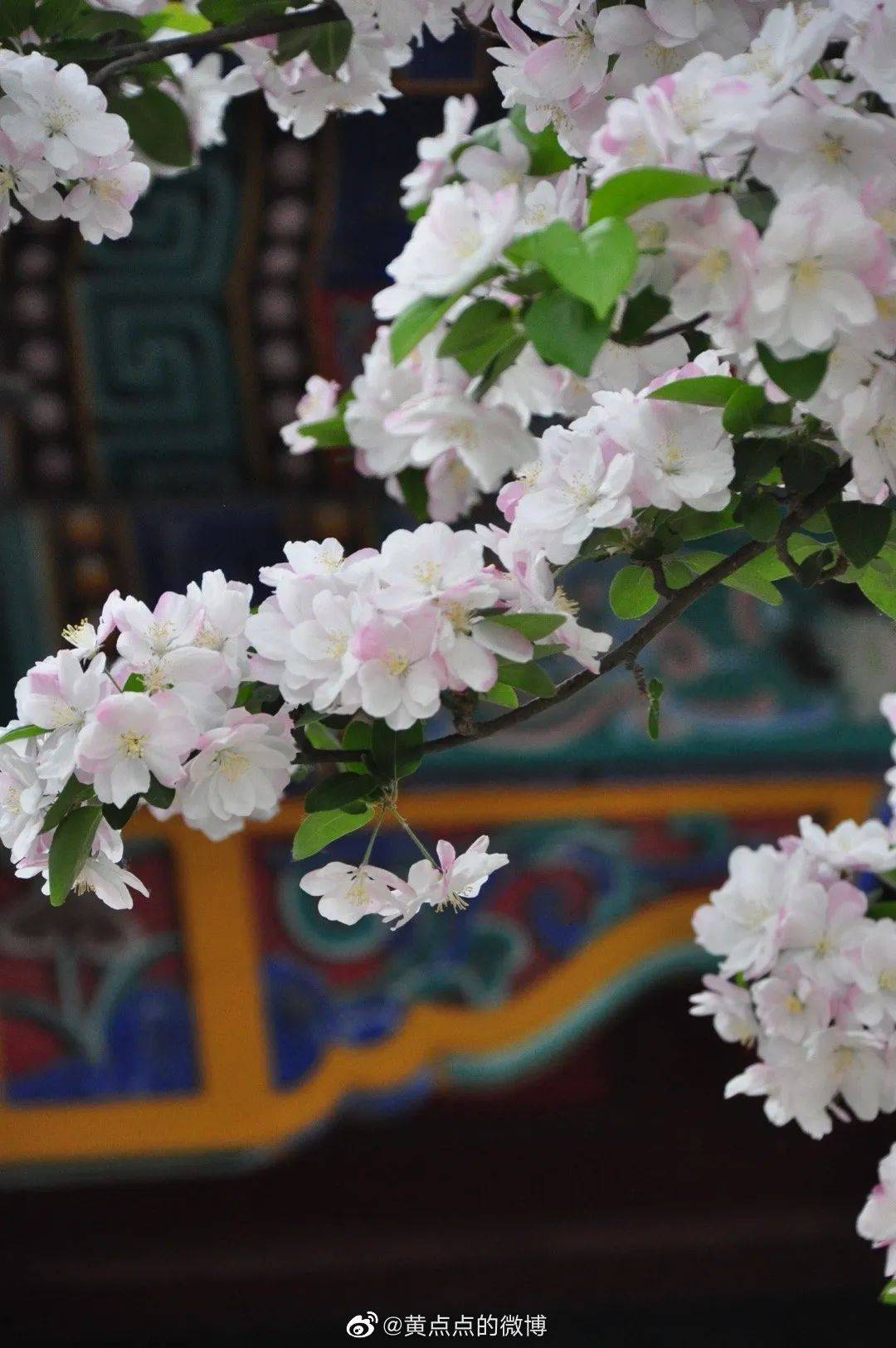 它们遍布长廊,石舫和耕织图景区 也是春季颐和园吸引游人拍照打卡的