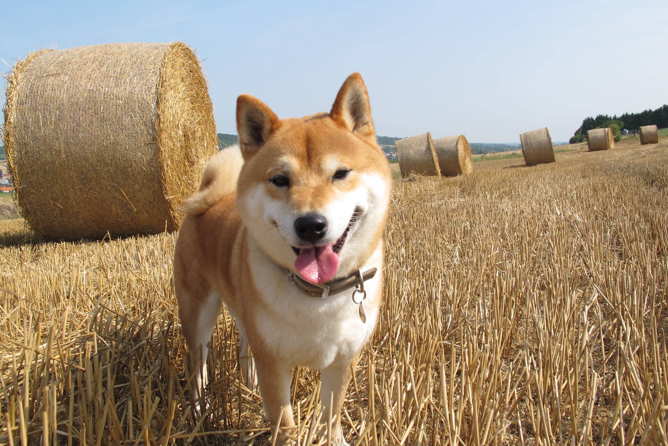 养柴犬一个月的花费是多少?