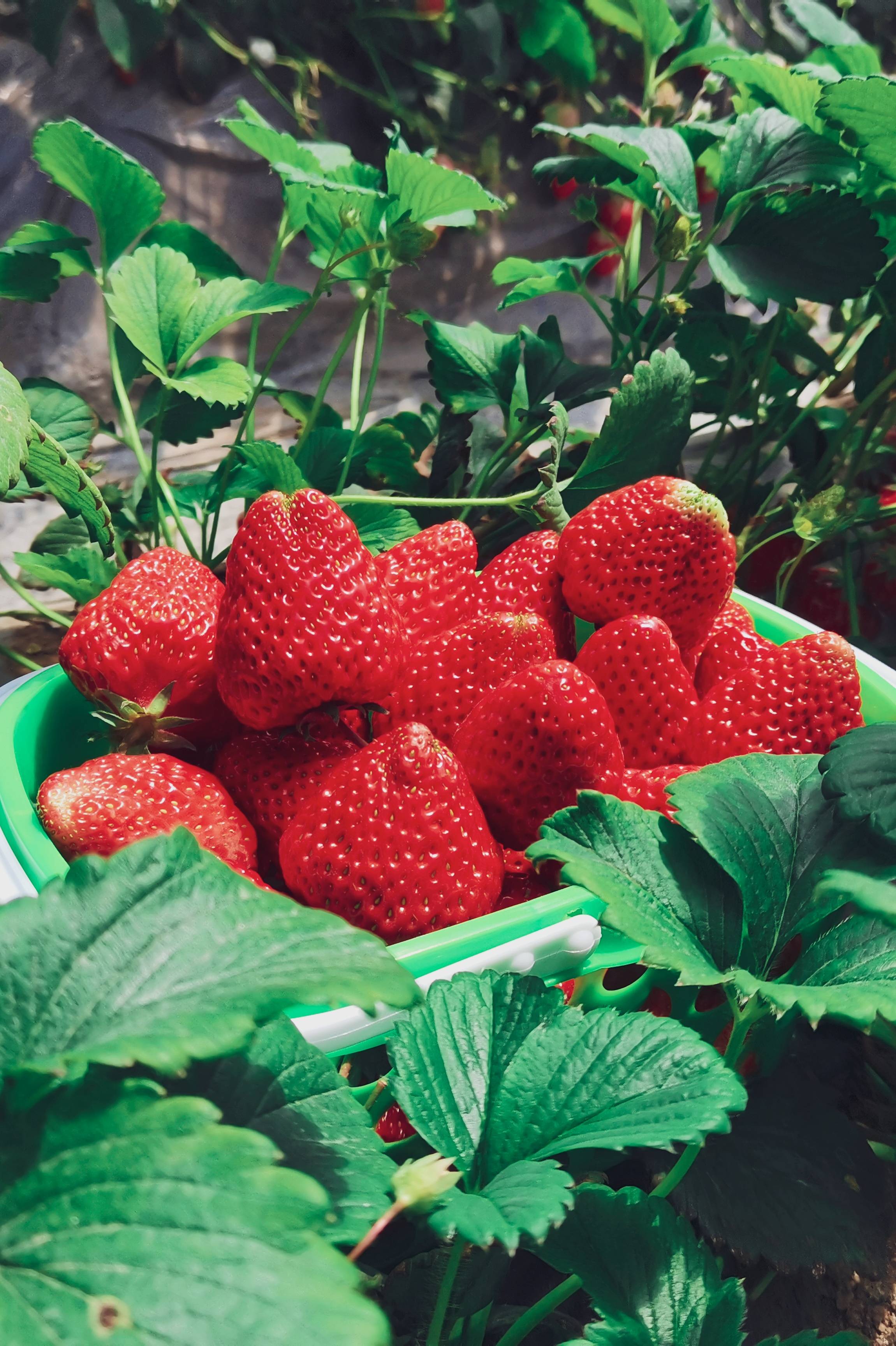 固原市隆德县沙塘镇经济合作社的草莓熟了