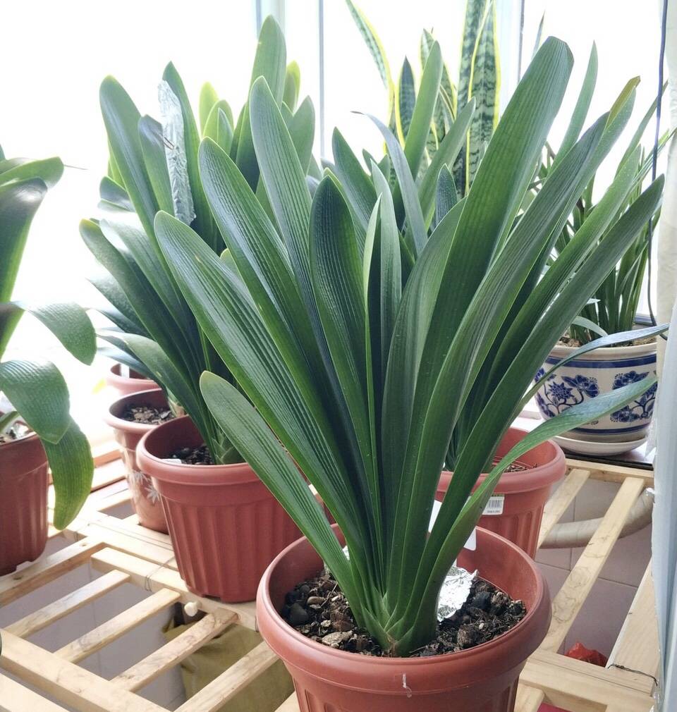 盆栽花卉什么时候换土 1c4000516ab44f87be2ca7f2ca9910d6.jpeg