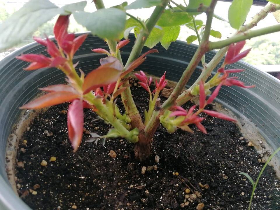 月季花怎么修剪才能长得高 24e6838db0c3493cb8f2f772fe7ae6d7.jpeg