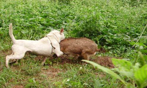 怎样挑选大猎狗 42b7b1c2ecb744b6b538492ca861db3d.jpeg