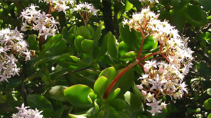 猫爪草长啥样 4880b4ef481d49eca6bde48afbf6f1a9.png