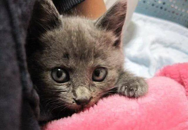 5ed10ba690d24ebbb4eb8c1a6f42dd20.jpeg