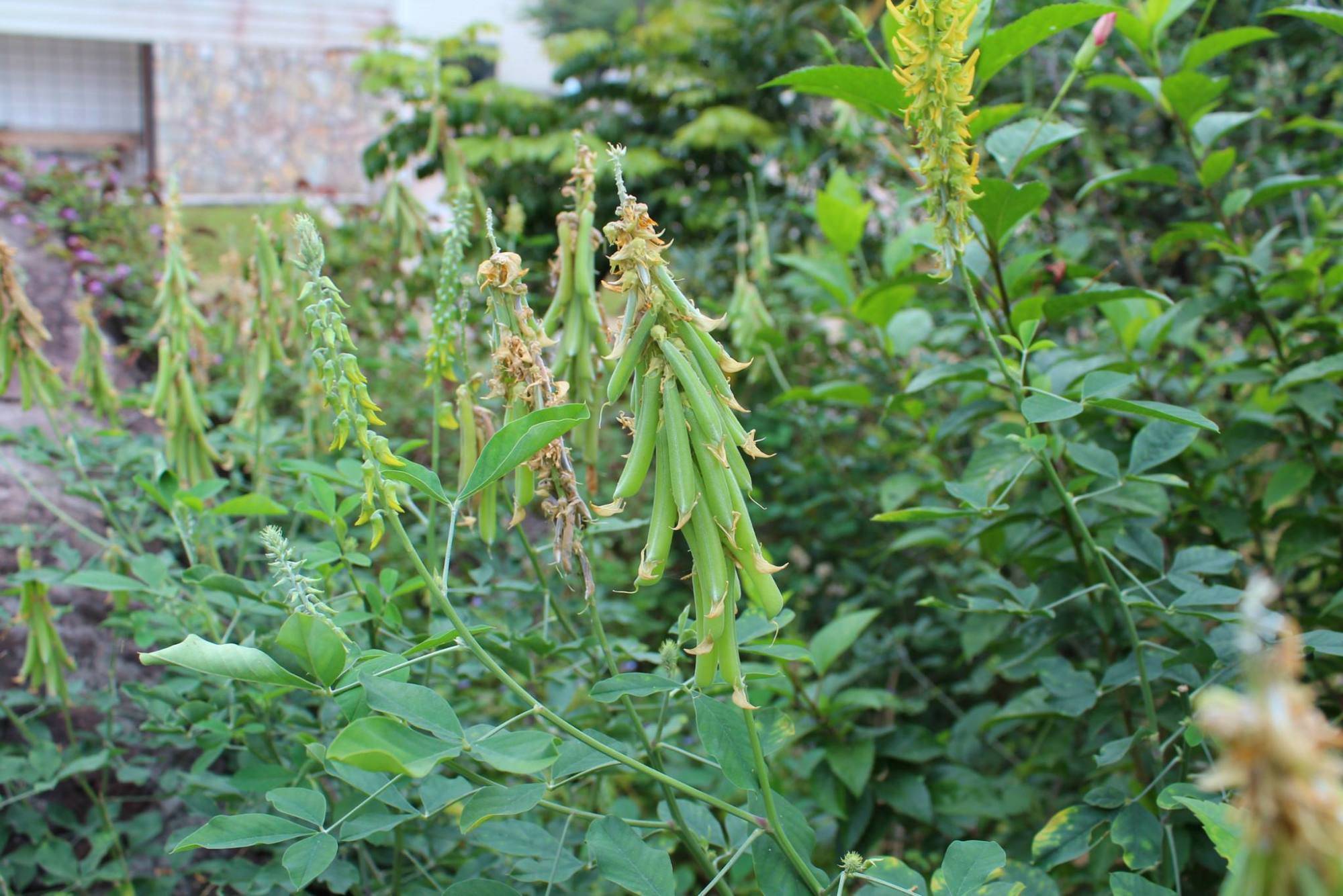 农村一种假花生植物样子像极了花生但价格却是其数倍