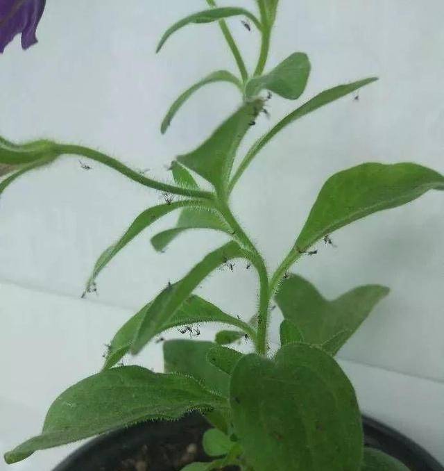 什么药片水,黄豆水,都不如家里"2种灰,养花杀菌灭虫,补肥_花卉