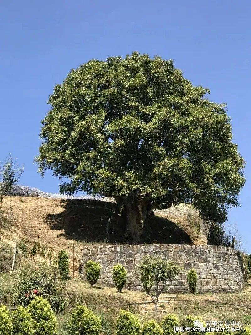 52亿!普洱茶再次位居"品牌价值榜"第二!