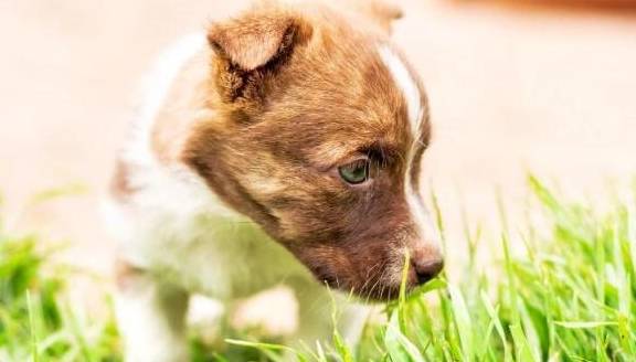 怎么才能让狗不吃自己的便便 6c5be49c510c40ada36f152434f02bfe.jpeg