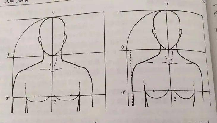 图中所写的头高,也就是头的纵向长度,而肩宽是指两侧肩峰(肩膀最高点)
