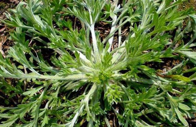 乡下挖1株白蒿养阳台清新雅致端午节还能包饺子吃