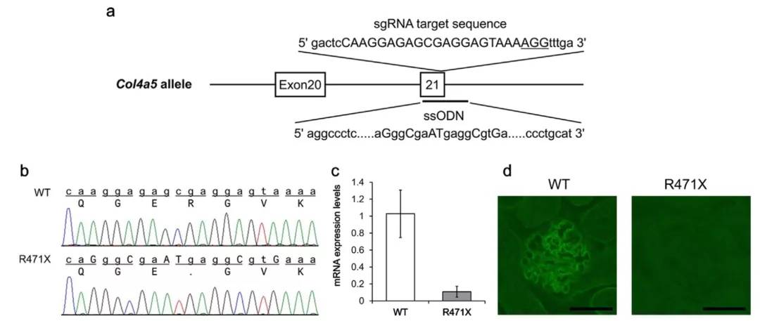 col4a5基因敲除小鼠助力alport综合症的研究