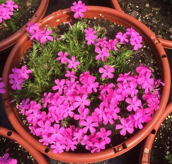 家里有小院,养上"地皮花",耐冻耐热,泛滥一大片,铺满小院子