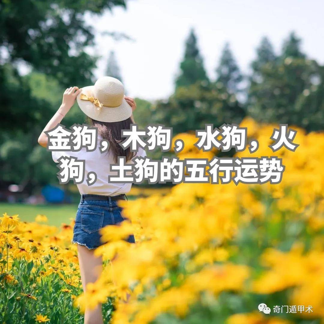 十二生肖 金狗,木狗,水狗,火狗,土狗的五行运势