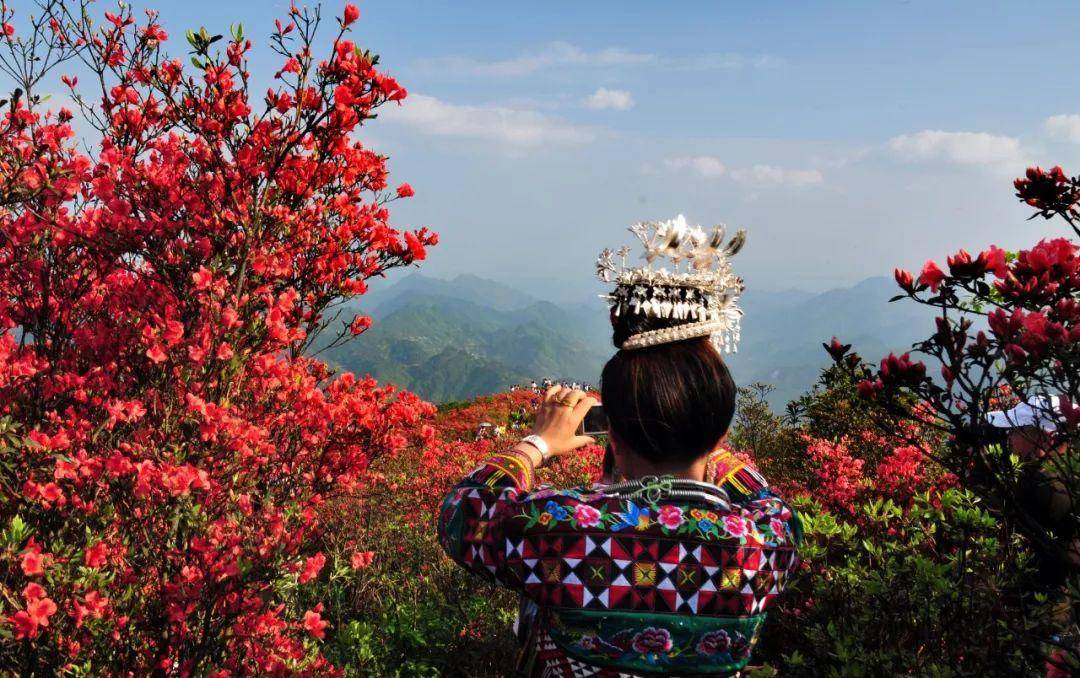 四月赏花期进入尾声丹寨杜鹃花海却盛开得正热烈