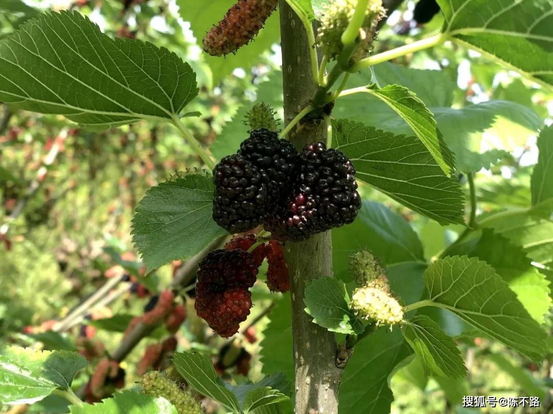 宁波天宫庄园桑果采摘啦!园内无限畅吃!