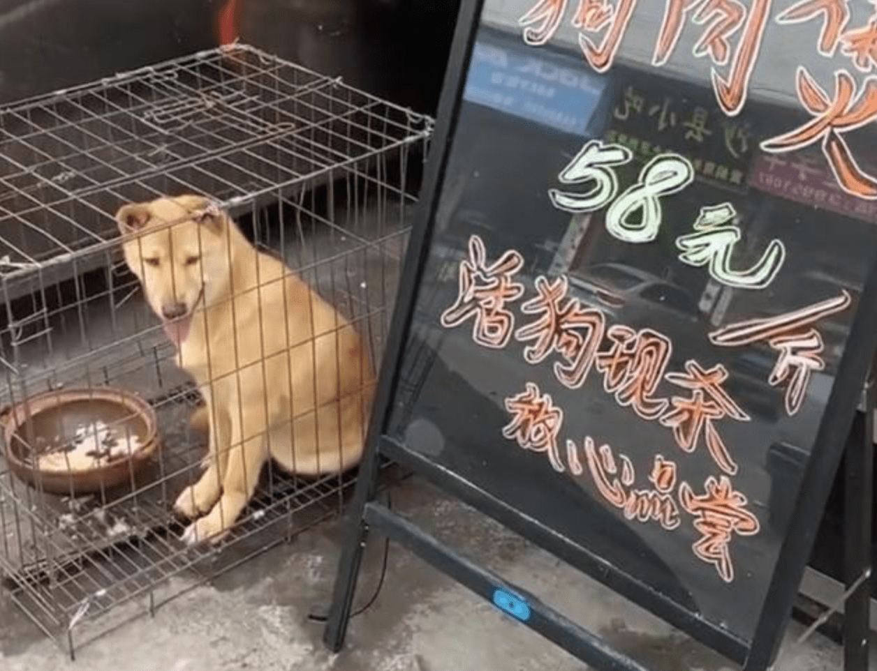 狗肉店门口的笼子里关着大黄狗眼神里充满恐惧能不能救救我