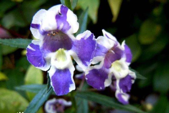 4月日开始 养花试试这几款 高贵优雅上档次 沾土就活 开花