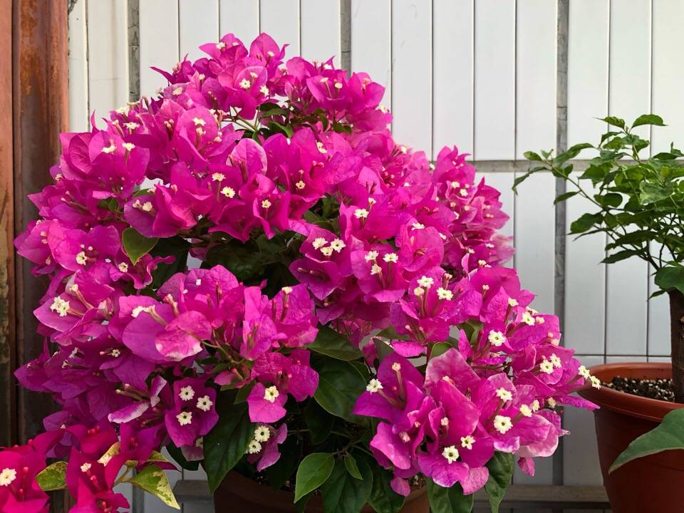 用什么方法可以快速让三角梅生根 53720db019b647b096b8260e9f09f260.jpeg