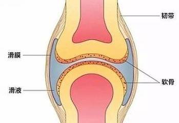 補充氨糖,緩解關節疼痛,讓關節更加靈活健康_軟骨