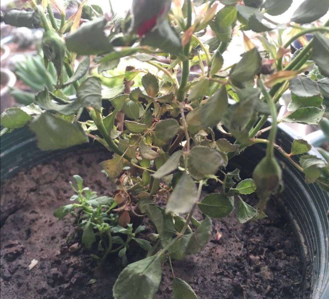 如何挽救出现萎焉的花卉?不同原因造成的萎焉,处理方法也不一样