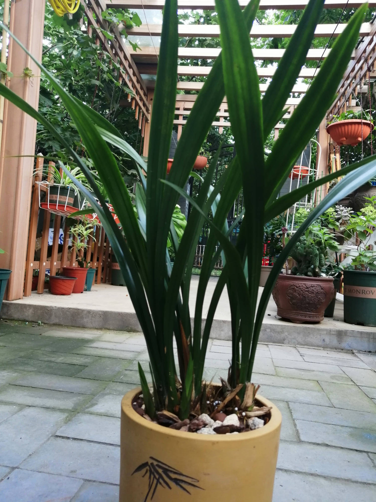 兰花新芽一个月没开花 ddccfa0124e04cd2bd9c6e681b159c09.jpeg