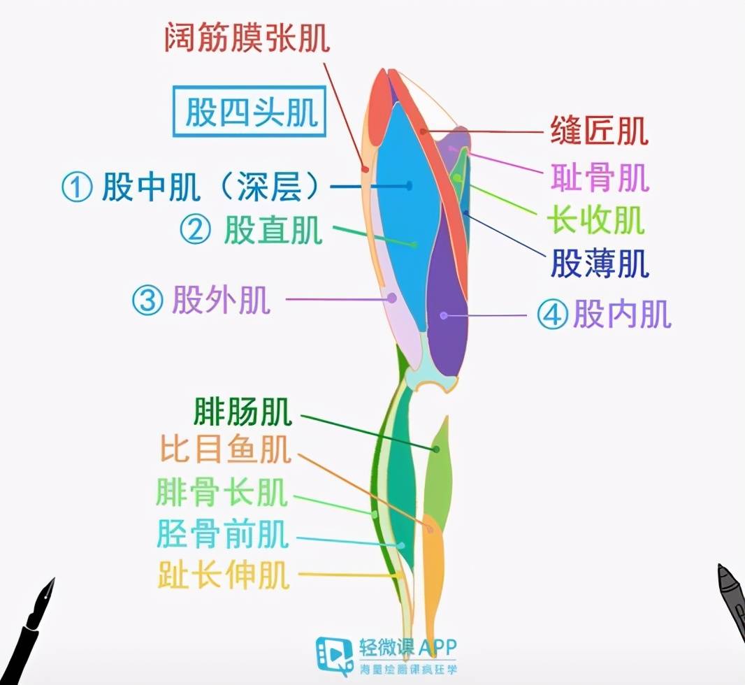 什么是外泌体和内秘体 de9df0cbe24c4e329ec5bd193903c5eb.jpeg