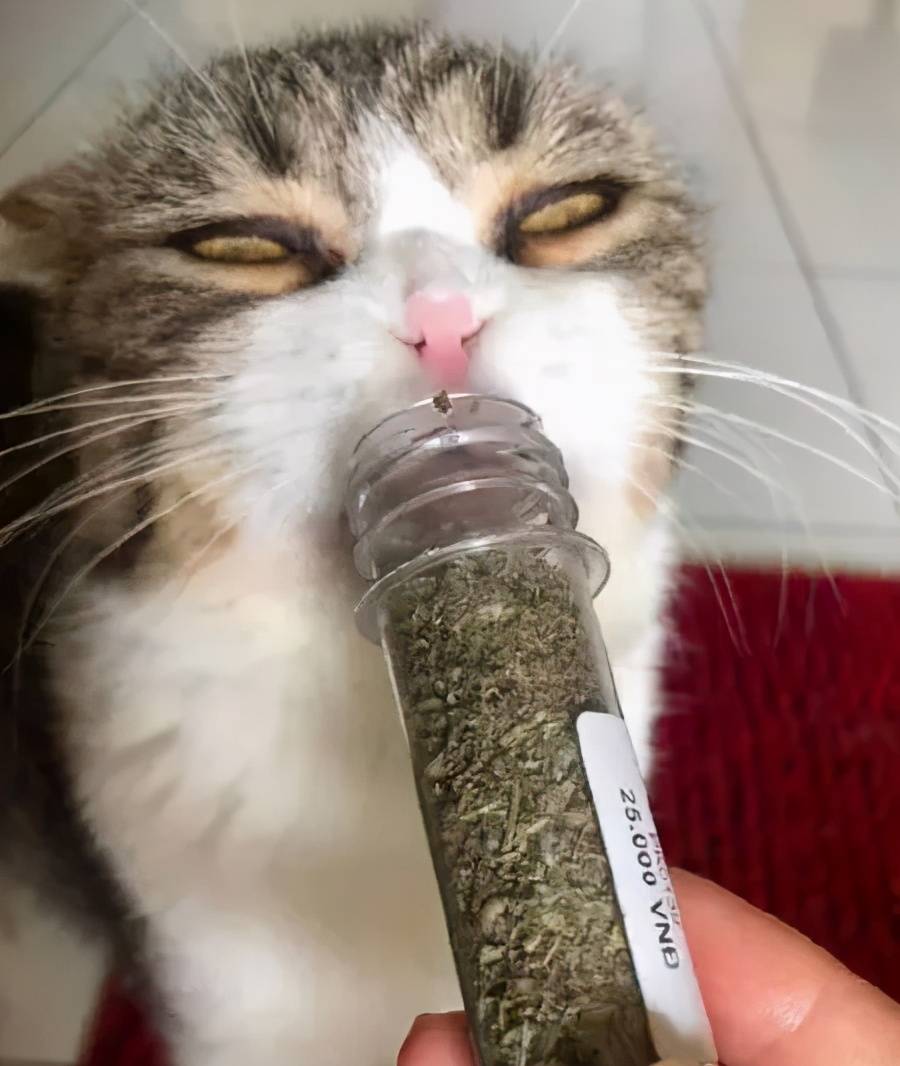猫咪吸了猫薄荷后太搞笑了!这种感觉就像飞翔在.