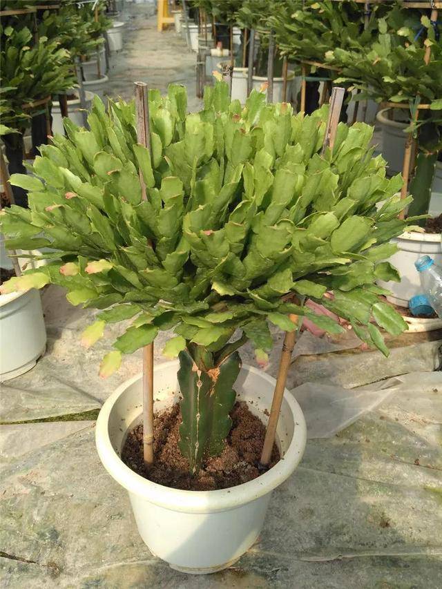 蟹爪兰怎么栽能活 25644b170be6481aaba14de0f3faad36.jpeg
