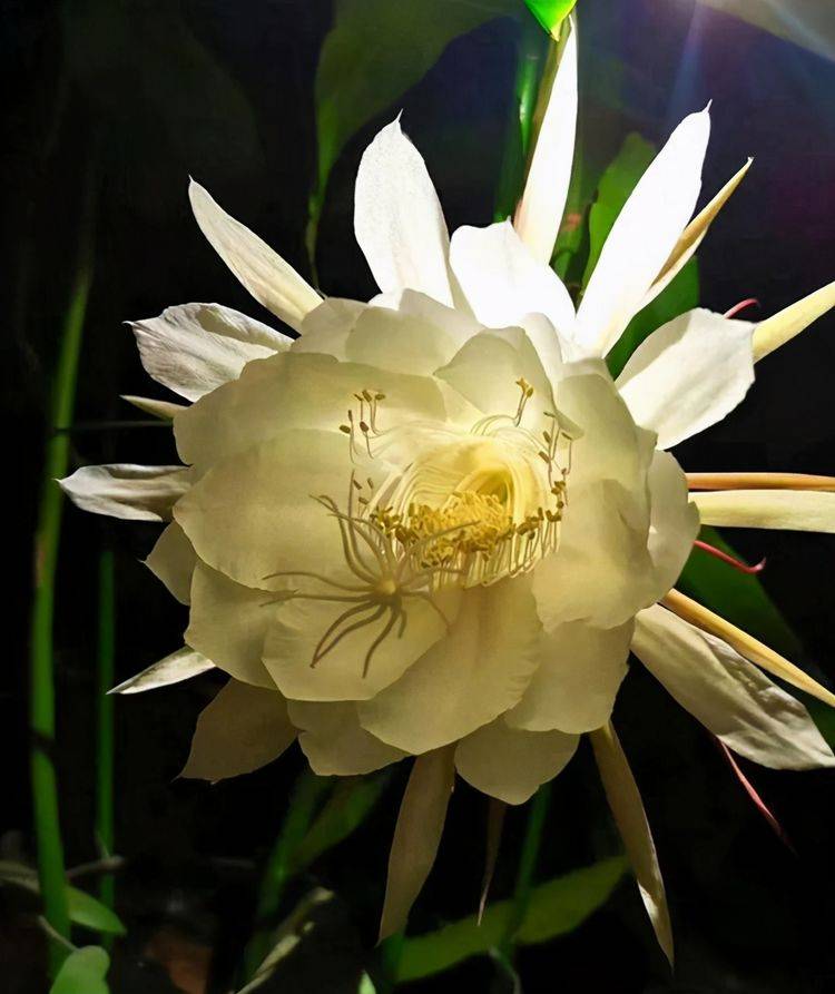 原创月下美人昙花一现养护注意这些基本点