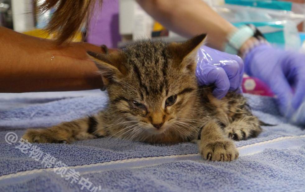 猫的名字寓意 51350a548c084cf982520acf55280945.jpeg