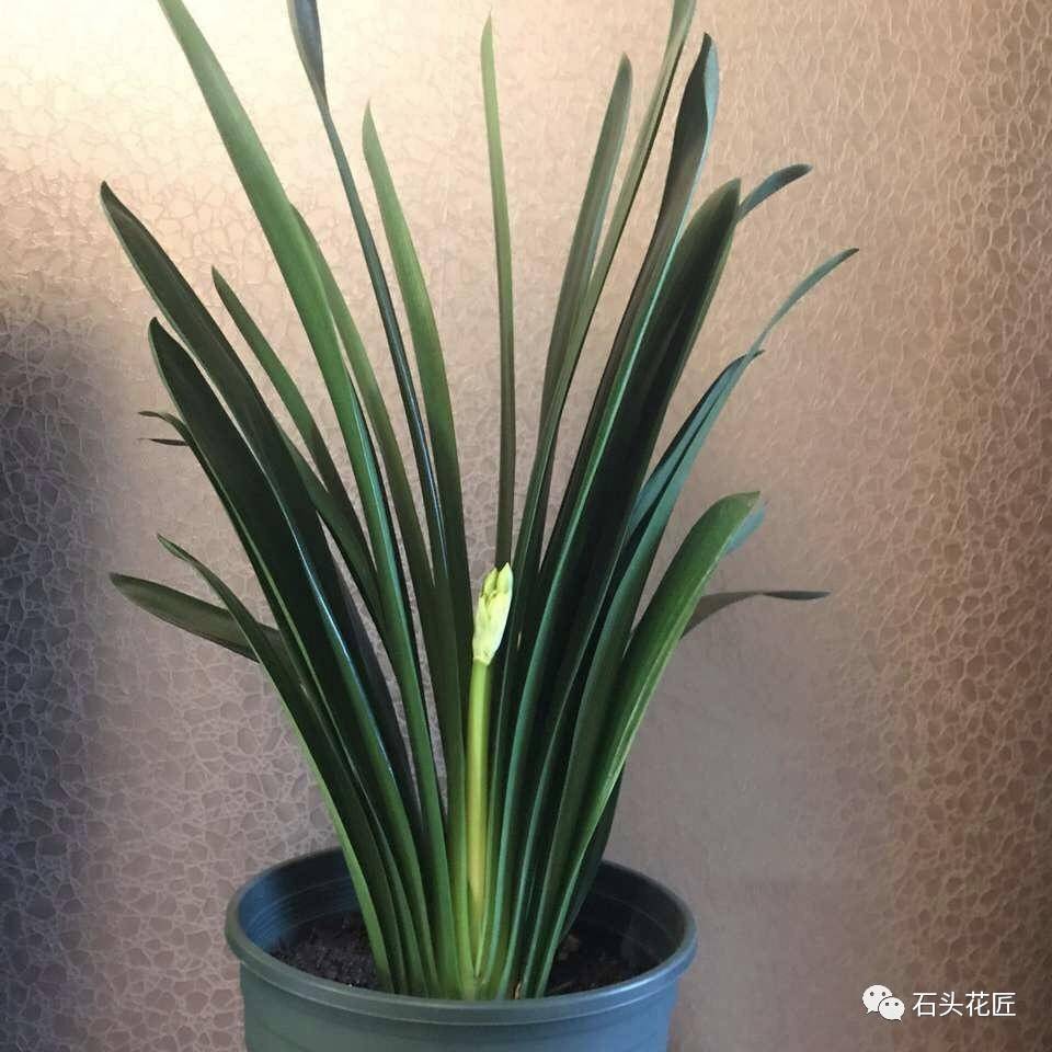 君子兰移盆后多久浇水 冬天能给君子兰换盆吗