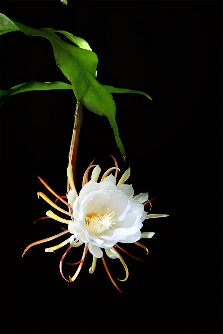 昙花一现下一句是什么昙花的寓意是什么 自媒体热点