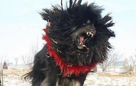 盘点世界十大最凶猛的狗狗 你认识几个 敖犬