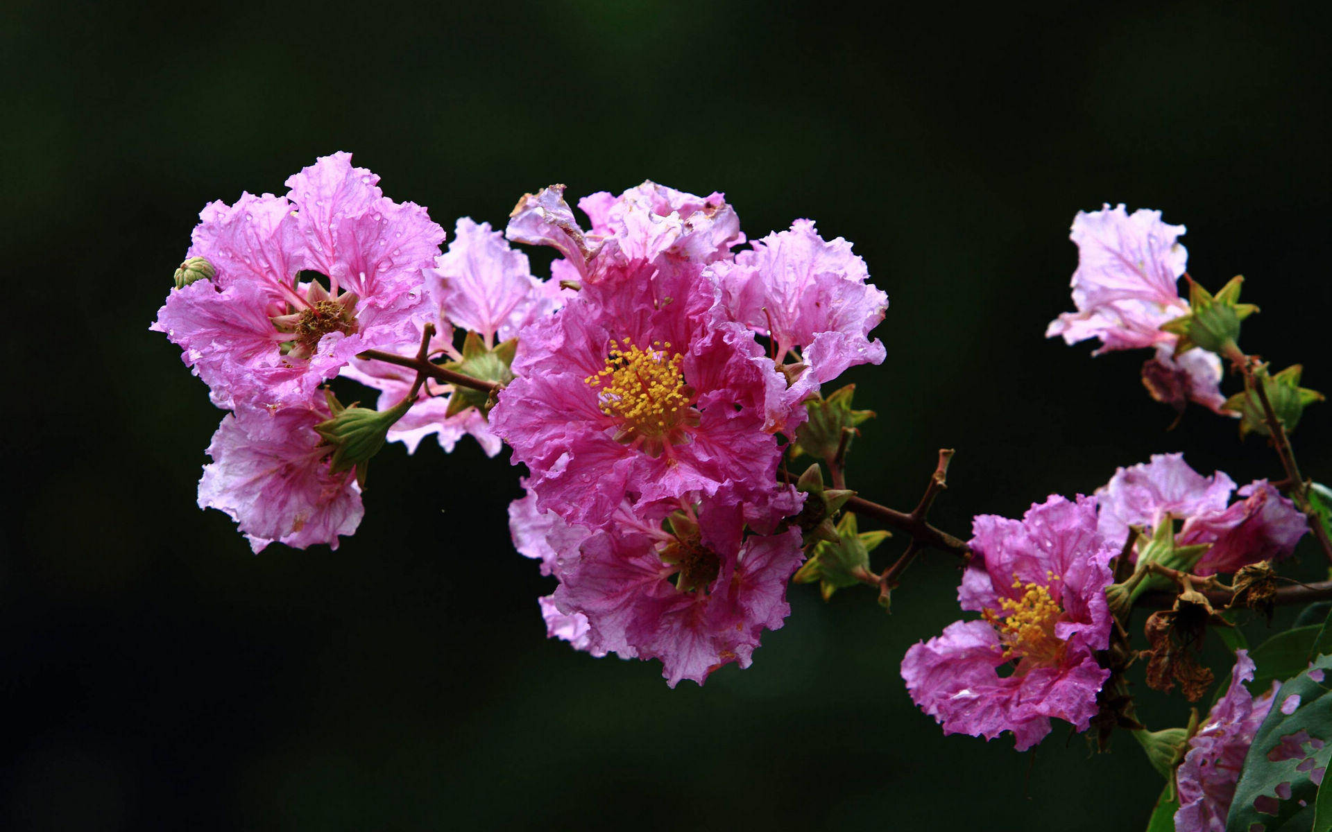 4月25日星座运势 双子拼尽全力 天蝎提升实力 摩羯亲力亲为 工作