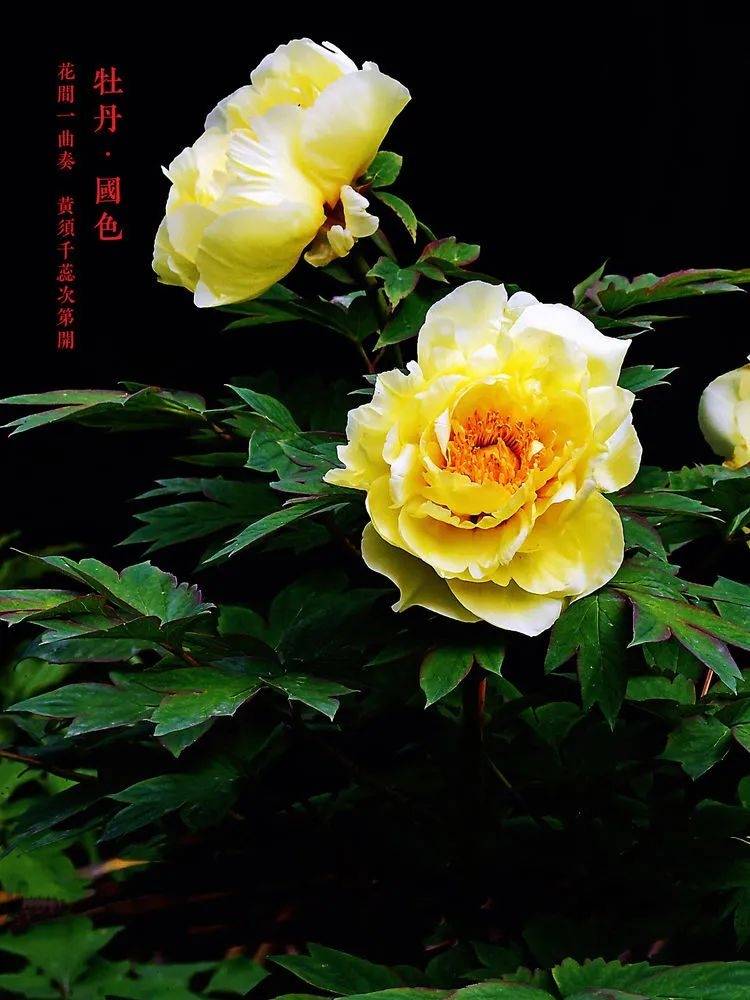 它是真国色 花中王 是 独立人间第一香 牡丹