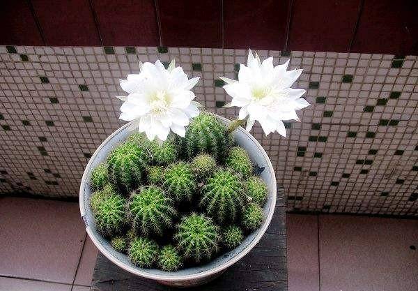 开花最大的仙人球 3a82081a75144f58b2f53caaa9d9f70a.jpeg