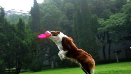 排名前十的狗_排名前十的狗狗品种(2)