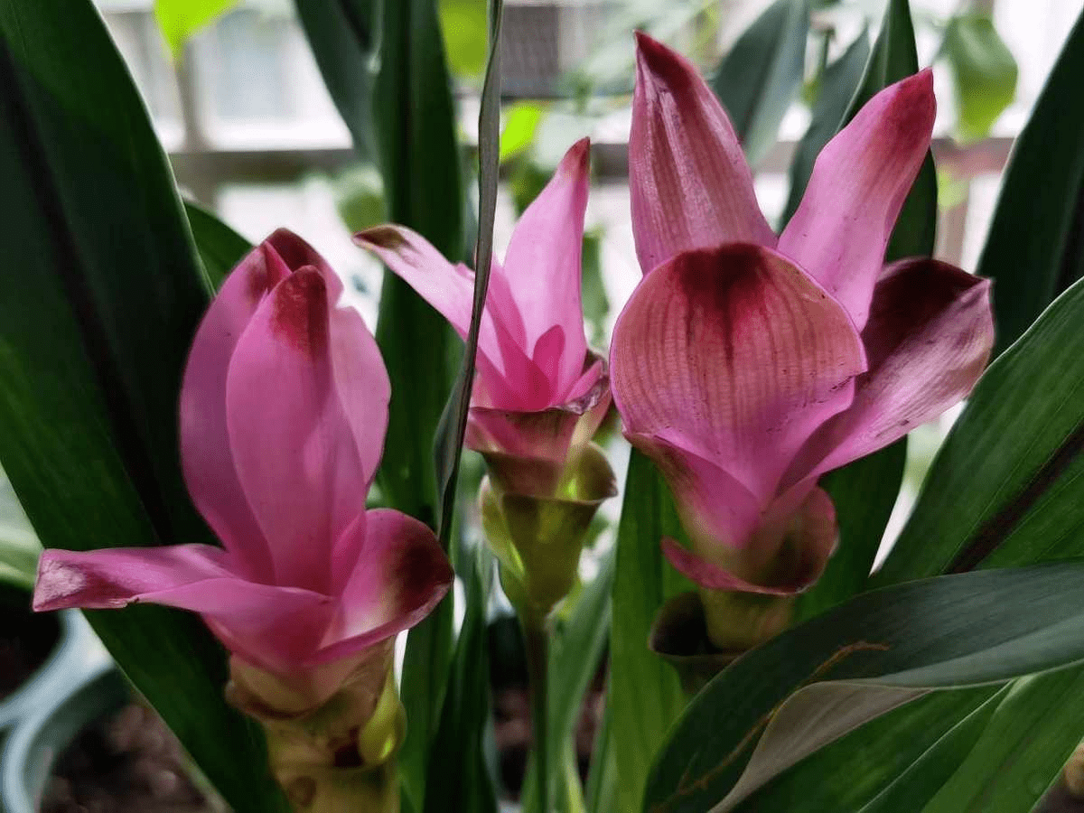 长得像生姜的 荷花 开花时美艳动人 少见却十分好养 养护