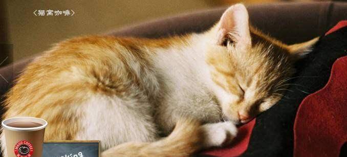 怎么叫小猫吃饭 7f5d689bdfca489da8ac47260362e344.jpeg