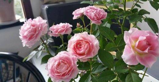 月季修剪后施肥吗 9677e9d951ee45b2bd5086819c1da812.jpeg