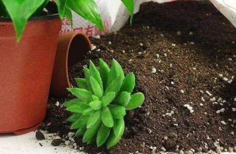 怎么养花土壤透气 b65f02bd40dd4df9991f16f652922611.jpeg