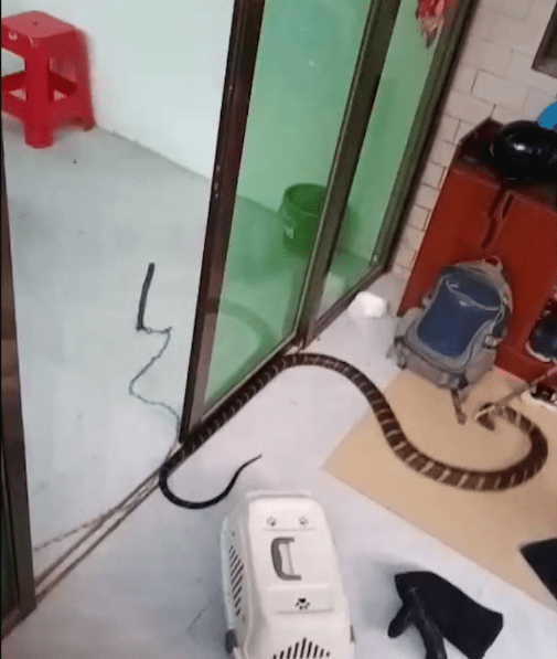 前有猛虎下山后有毒蛇进屋3米长毒蛇闯进村民家中