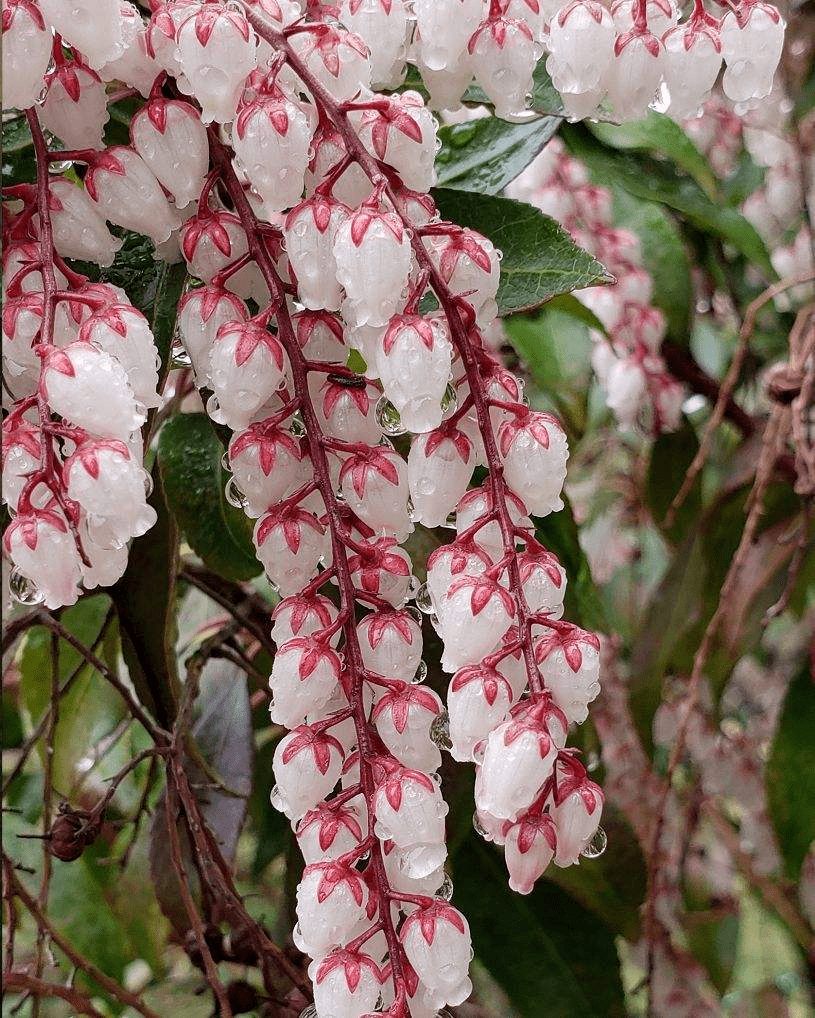 一种植物开花像 小泡泡 见过的人不多 叶子泡水后还能杀虫 繁殖