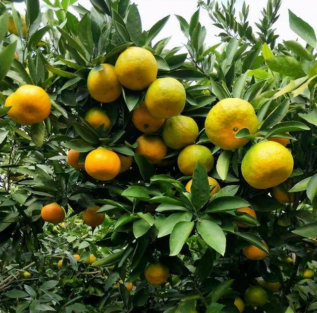 大分四号——特早熟柑蜜桔主要优缺点介绍