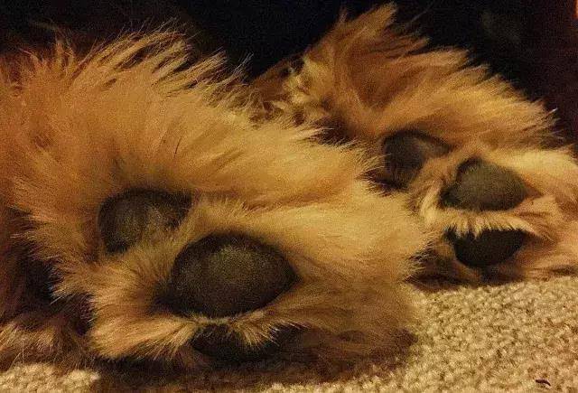 如何给狗狗剪脚毛 f4e27b6e4f8d4e219612ebd2d3e1b282.jpeg