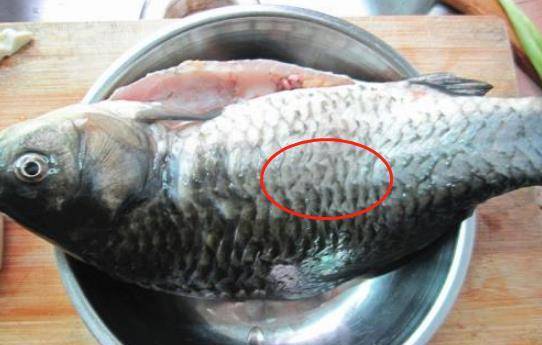 鲤鱼怎么去腥线视频 0139136e64c74006b533c374394108d6.jpeg